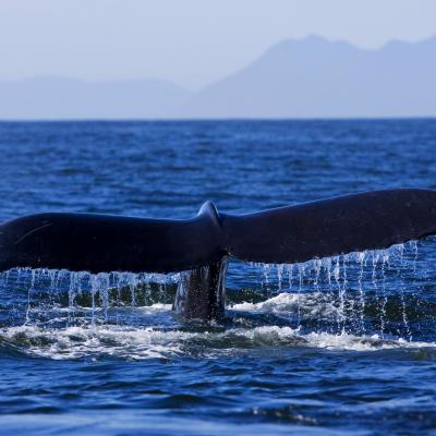 a whale jumping out of the water