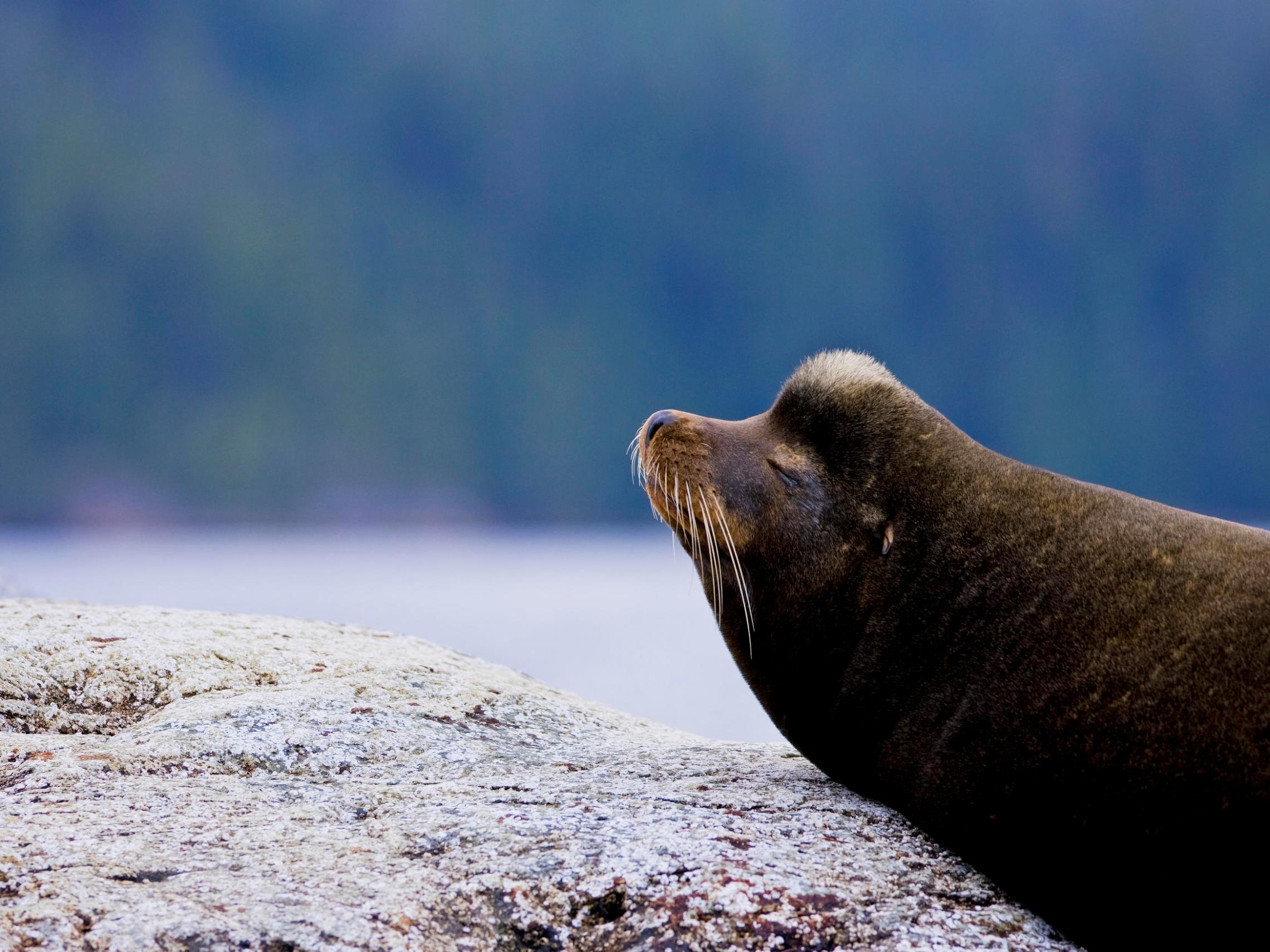 a seal lying in the water