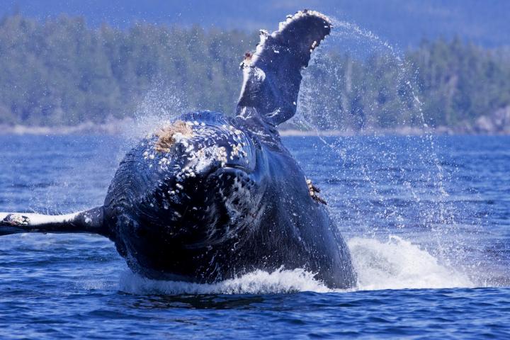 a whale jumping out of the water