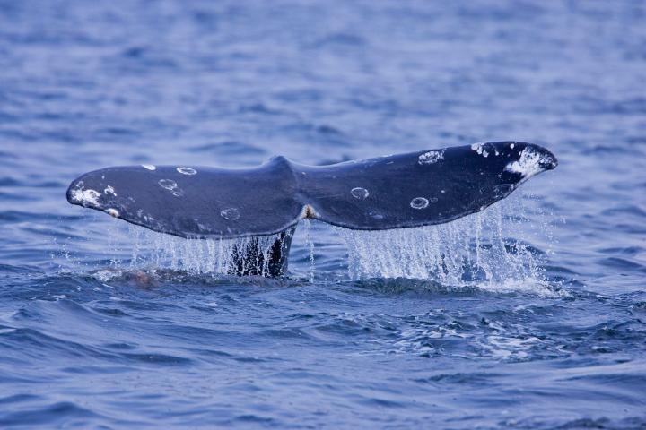 a whale jumping out of the water