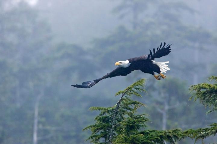 an eagle flying in the air