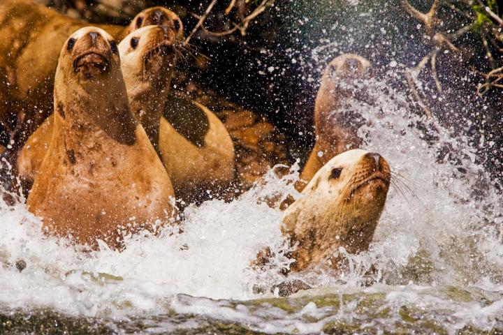 two brown bears are playing in the water