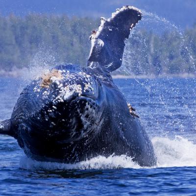 a whale jumping out of the water