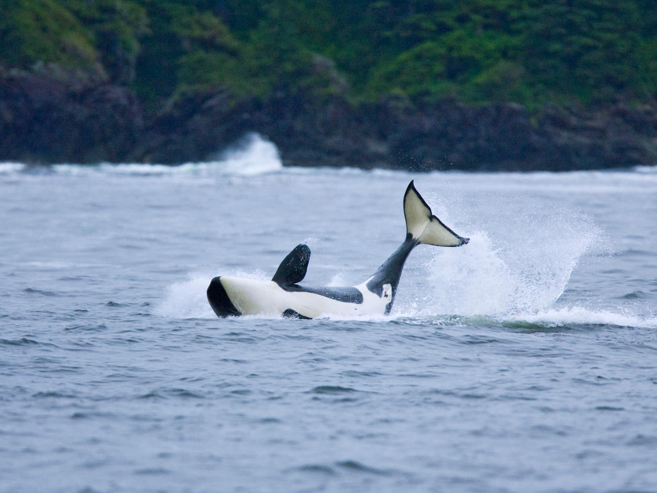 a person riding a wave on top of a body of water