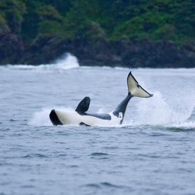 a person riding a wave on top of a body of water