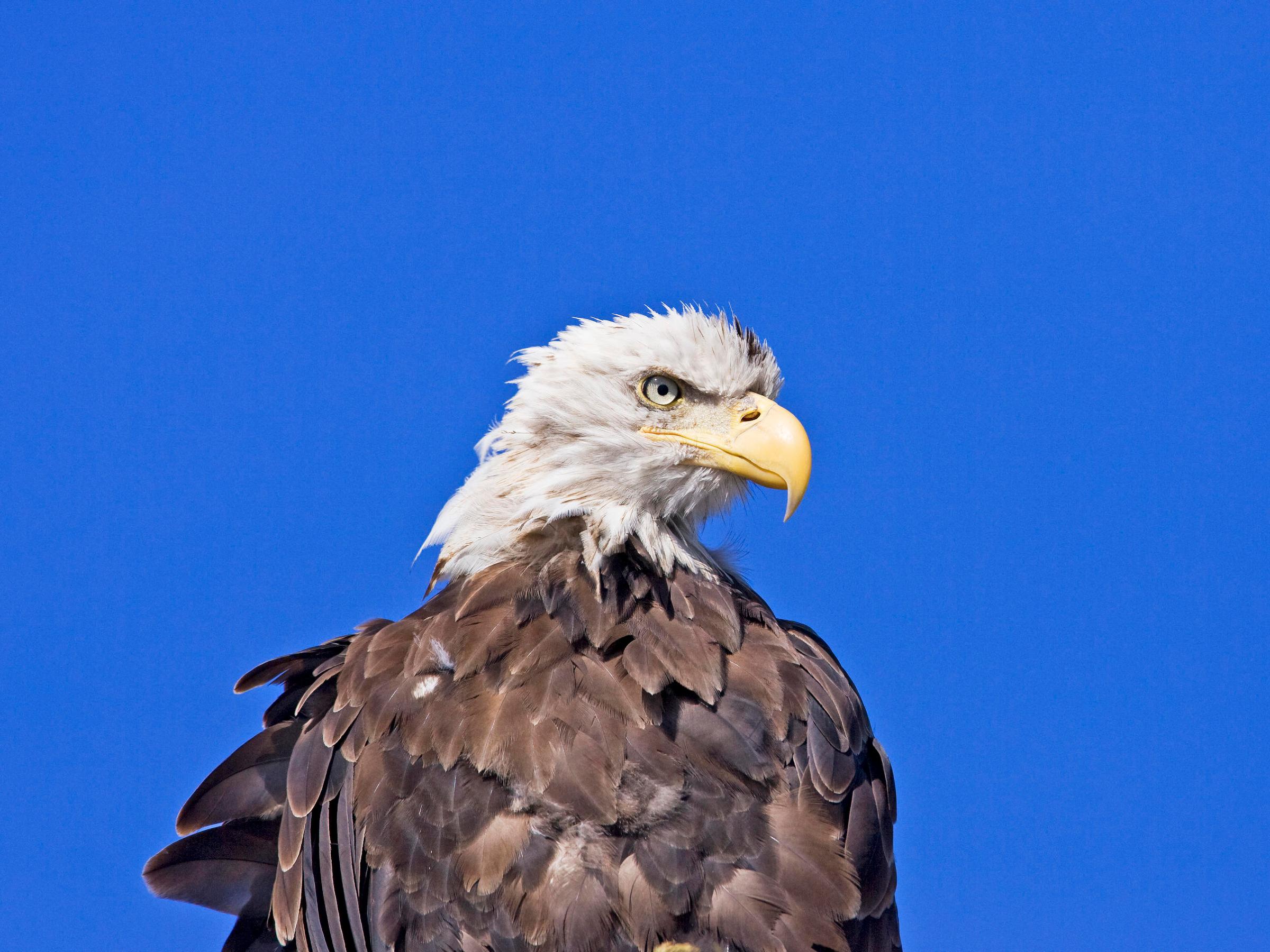 a bird sitting on the side