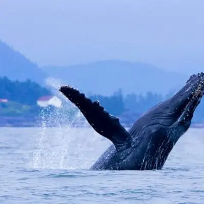 a whale jumping out of a body of water