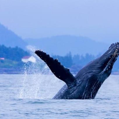 a whale jumping out of a body of water