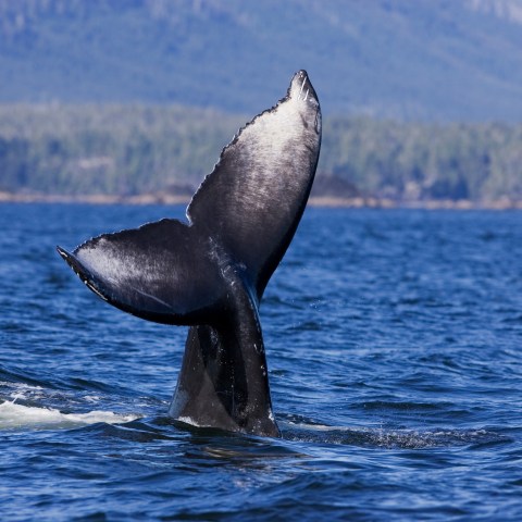 a whale jumping out of the water