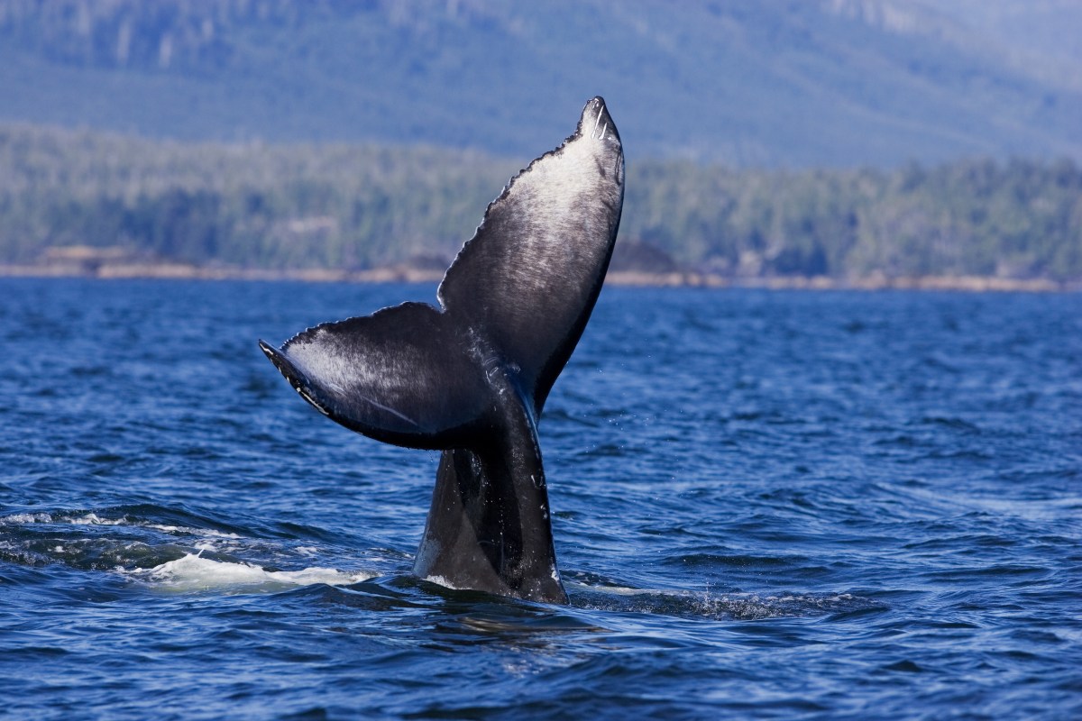 Tofino Whale Watching – Cruiser Tour (Chinook Princess) Image 2 a whale jumping out of the water