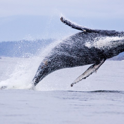 a man flying through the air while riding a wave in the ocean
