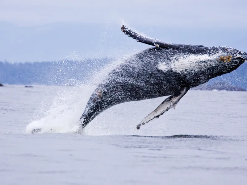 Tofino Whale Watching – Cruiser Tour (Chinook Princess) Image 3 a man flying through the air while riding a wave in the ocean