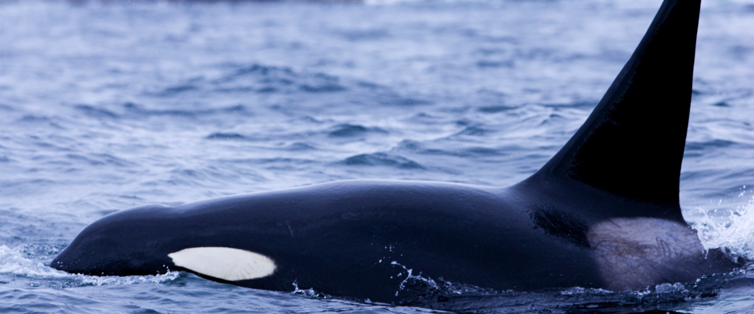 a whale jumping out of the water