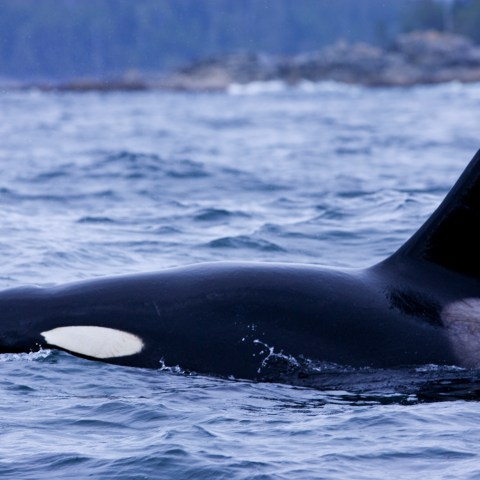 a whale jumping out of the water