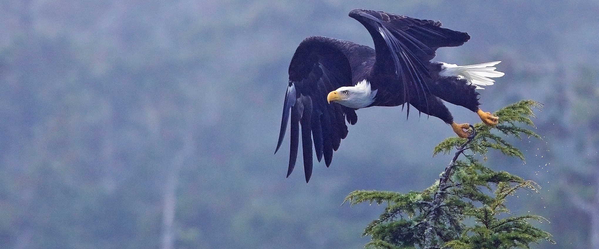 an eagle flying in the sky