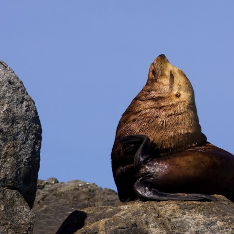 a seal on a rock
