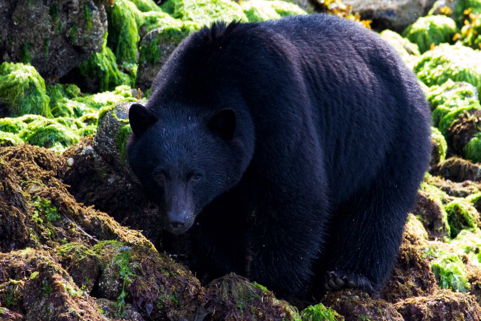 black_bear_tofino_ucluelet_ashley_hoyland black bear along the shoreline