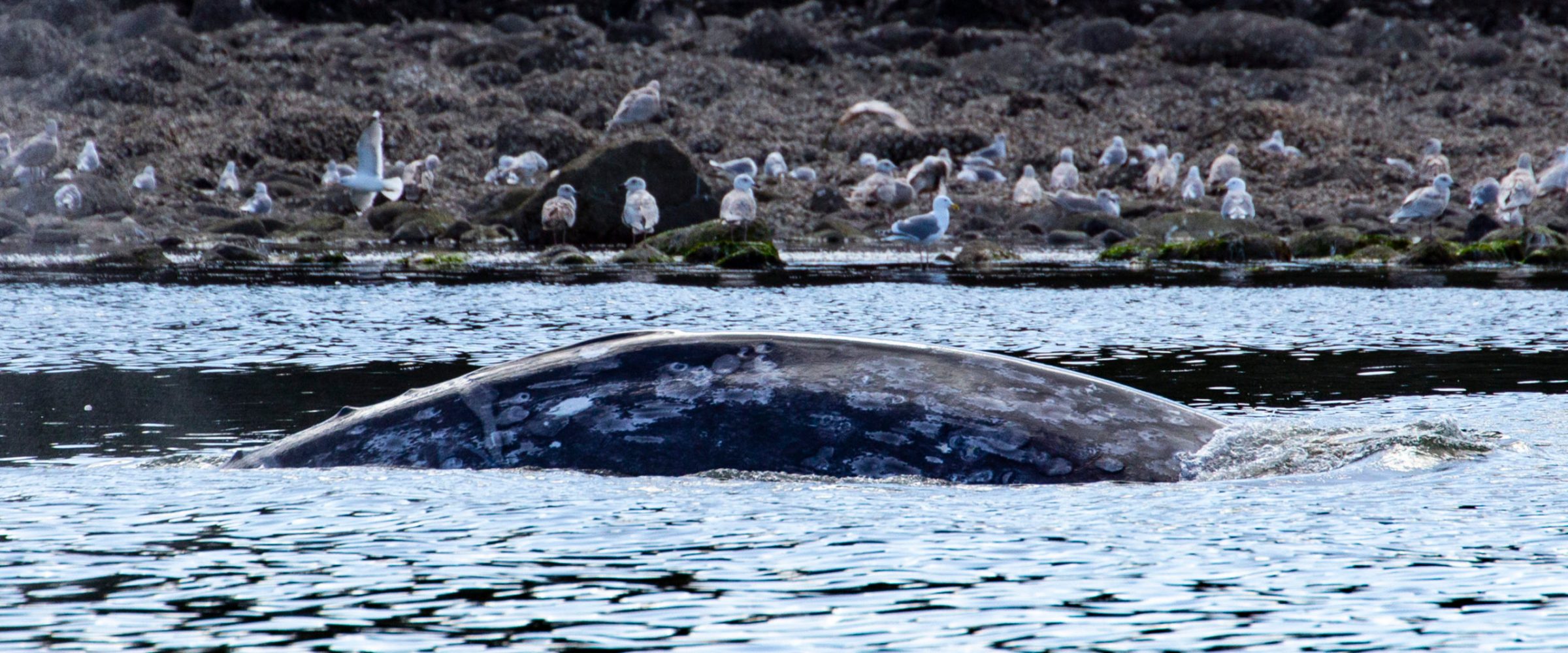 Grey Whale surfacing near Ucluelet surrounded by gulls