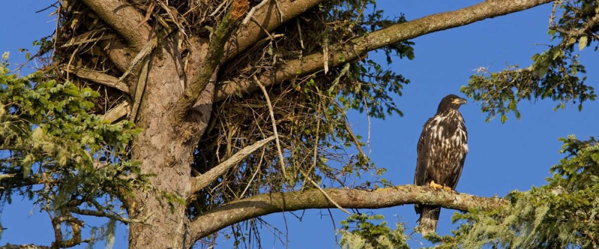 a bird perched on a tree branch
