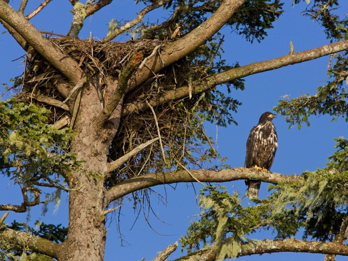 a bird perched on a tree branch