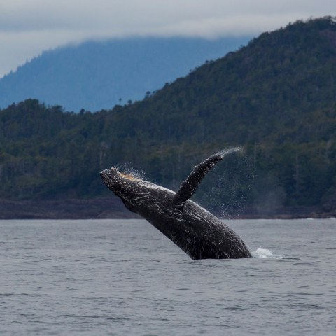 a whale on a lake next to a body of water