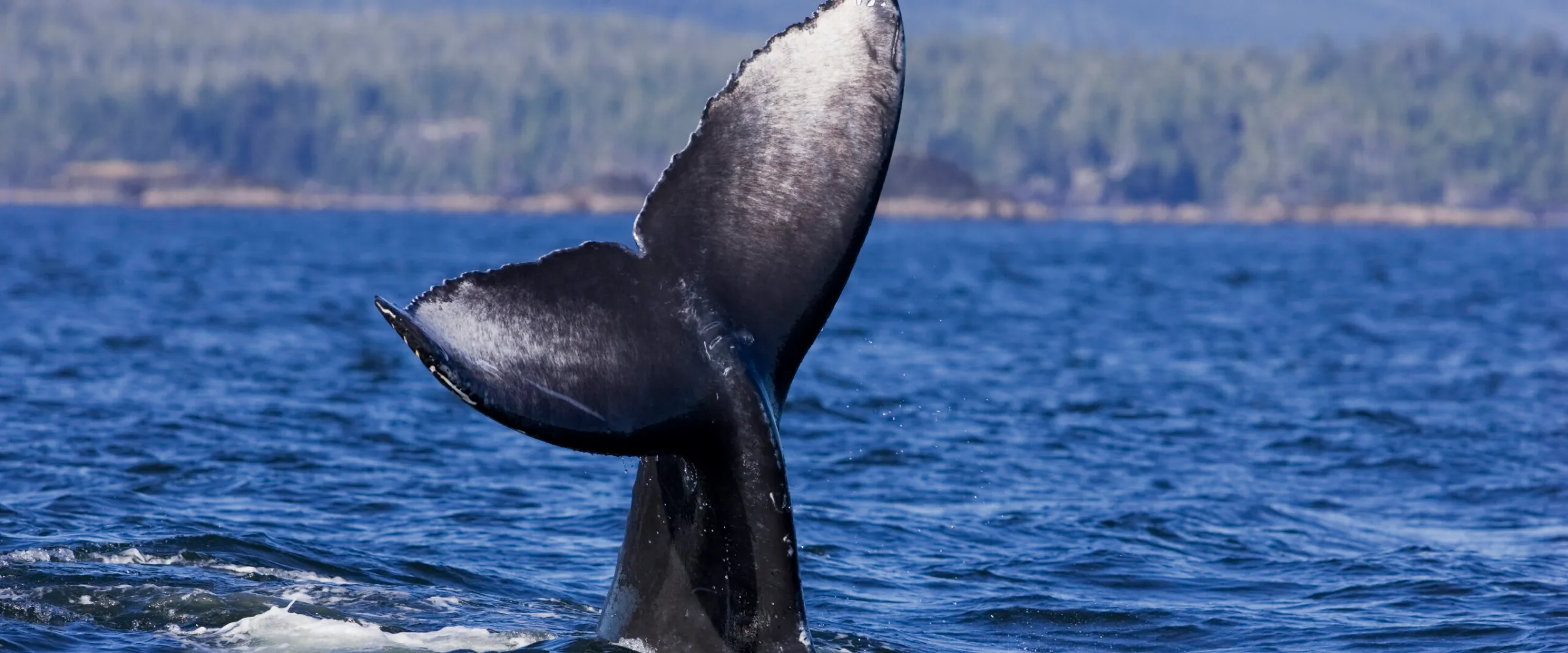 a whale jumping out of the water