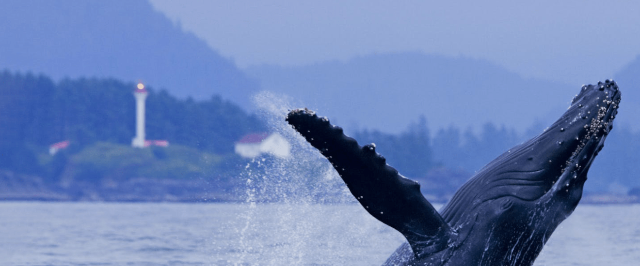 a whale jumping out of a body of water