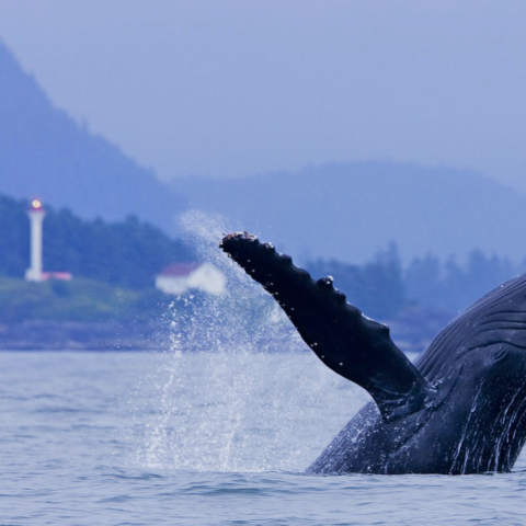 a whale jumping out of a body of water