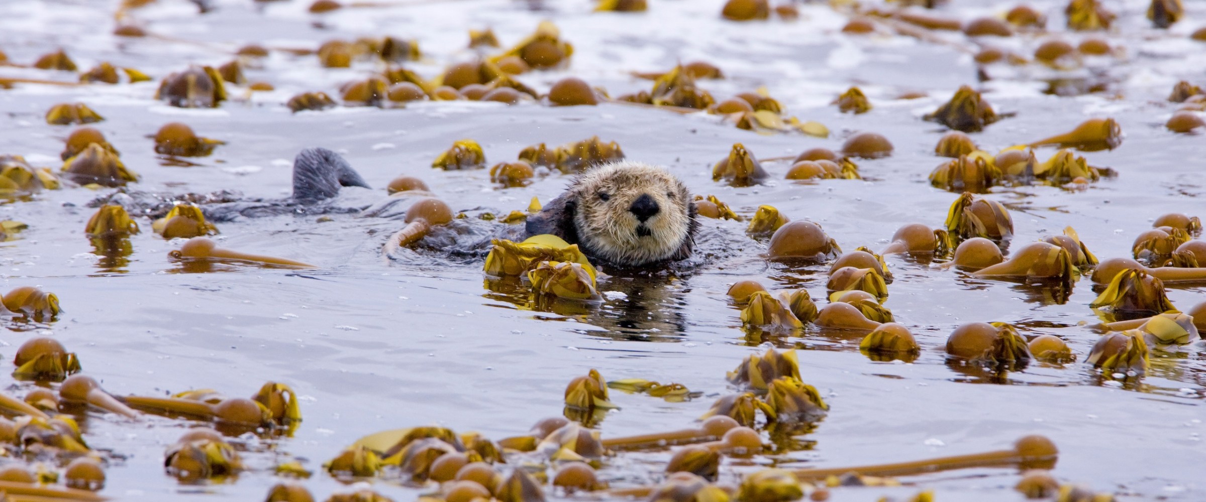 a sea otter floating on the surface