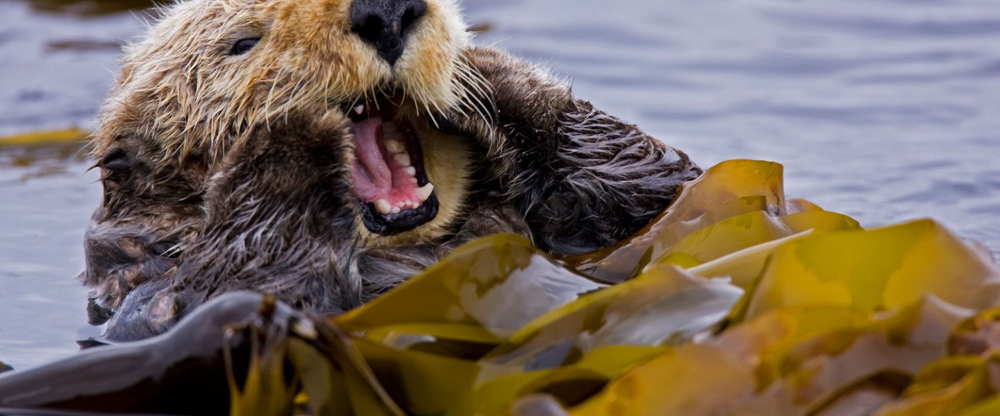 a close up of a bear in the water