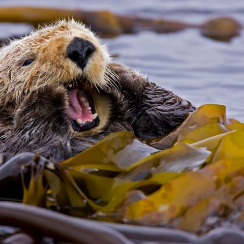 a close up of a bear in the water