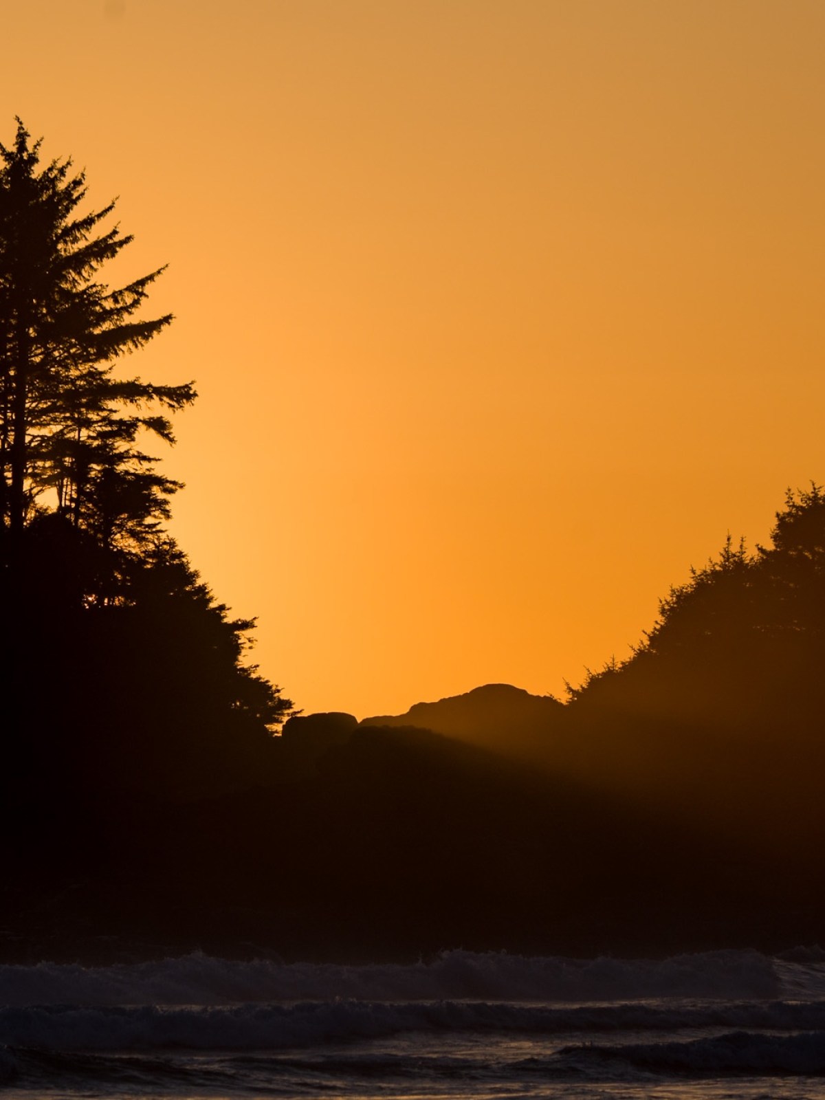 a tree with a sunset in the background