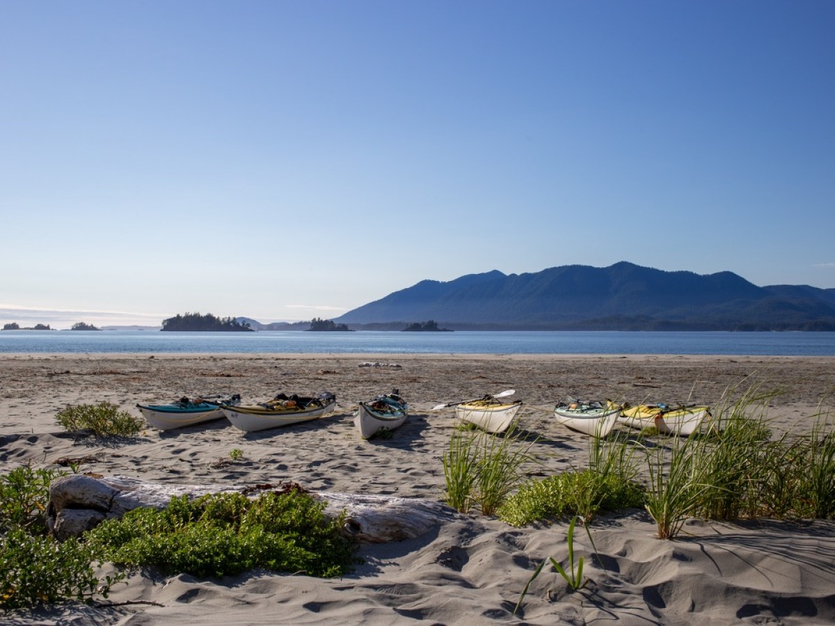 a bird sitting on top of a sandy beach