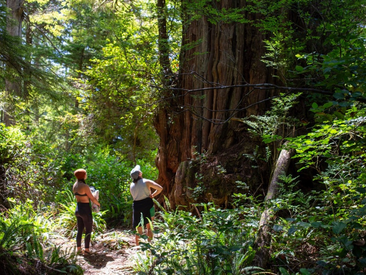 a group of people in a forest