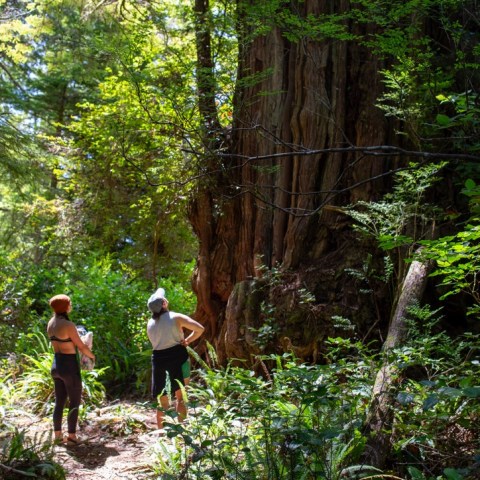 a group of people in a forest
