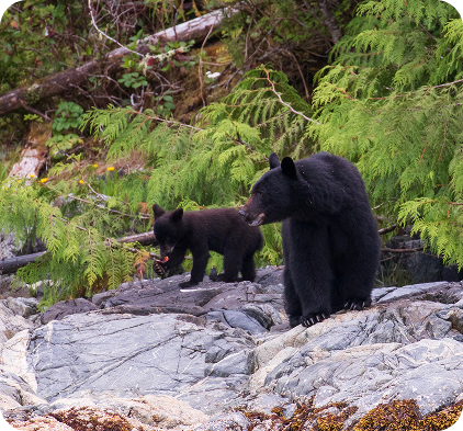 Wildlife