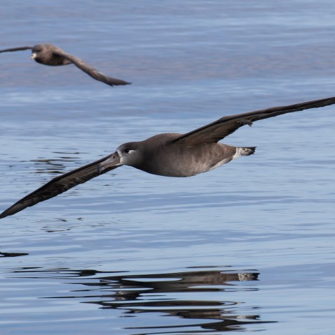 a bird swimming in water next to a body of water