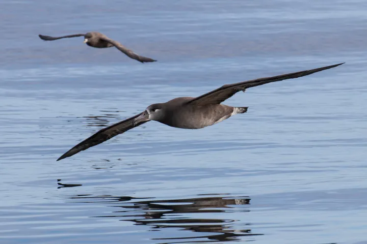 a bird swimming in water next to a body of water