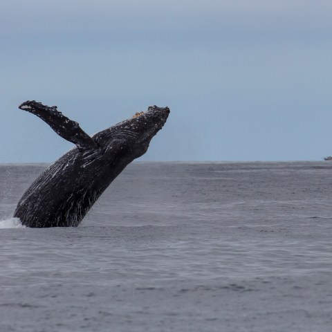 a whale jumping out of the water