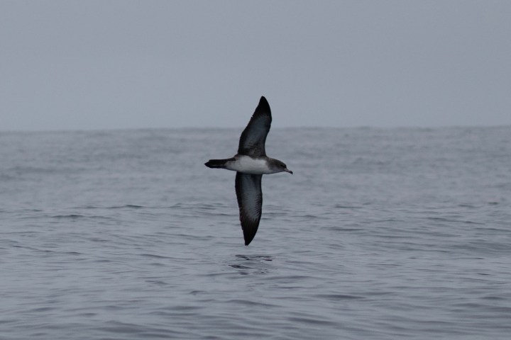 a bird flying over a body of water