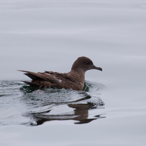 a duck swimming in a body of water