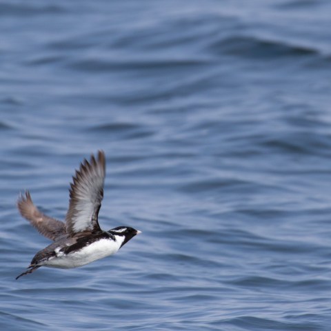 a bird flying over a body of water