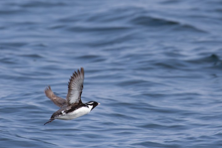 a bird flying over a body of water