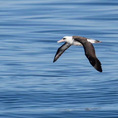 a bird flying over a body of water