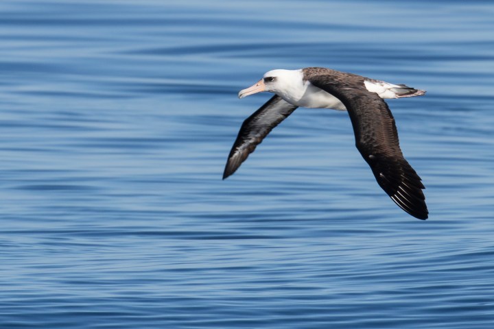 a bird flying over a body of water