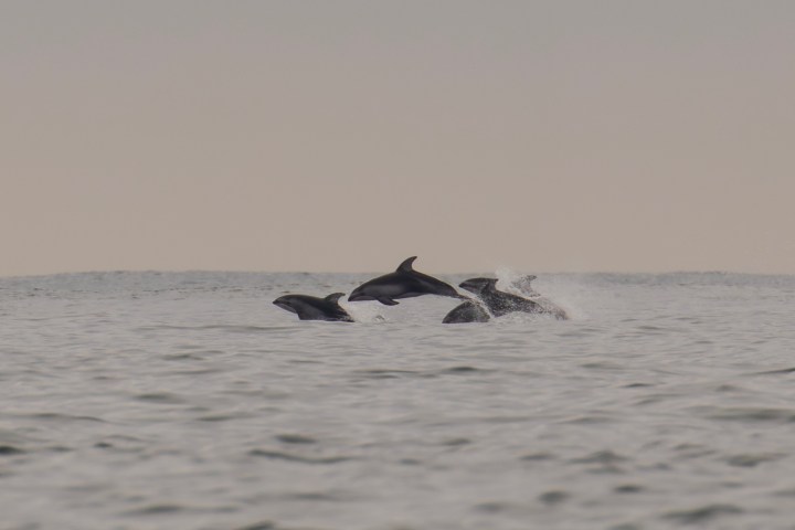 a bird swimming in water next to a body of water