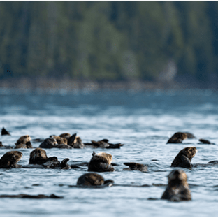 Group of otters floating in water with a forested shoreline in the background.