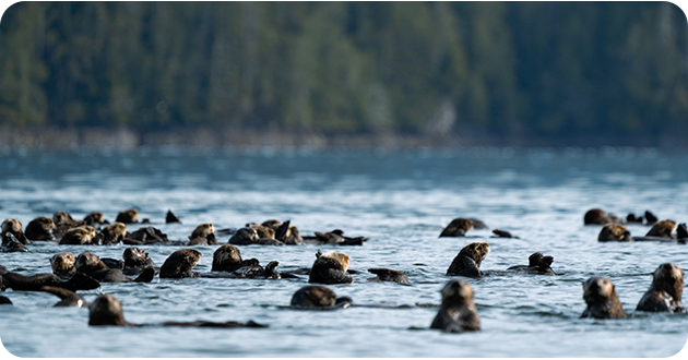 Group of otters floating in water with a forested shoreline in the background.