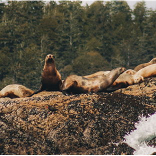 Group of sea lions resting on a rocky shore with waves splashing nearby.