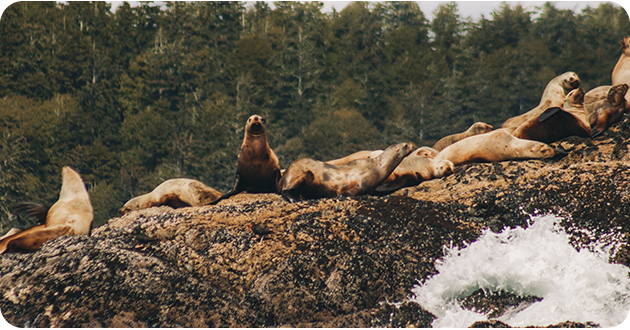 Group of sea lions resting on a rocky shore with waves splashing nearby.